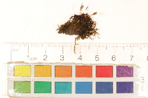  (Encalypta rhaptocarpa - CCDB-34700-G09)  @11 [ ] CreativeCommons - Attribution (2019) CBG Photography Group Centre for Biodiversity Genomics