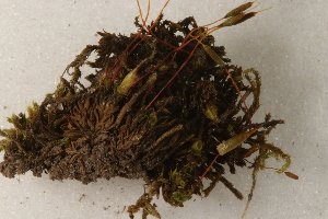  ( - CCDB-34700-G09)  @11 [ ] CreativeCommons - Attribution (2019) CBG Photography Group Centre for Biodiversity Genomics