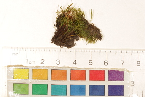  ( - CCDB-34700-H12)  @11 [ ] CreativeCommons - Attribution (2019) CBG Photography Group Centre for Biodiversity Genomics