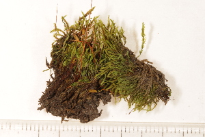  ( - CCDB-34700-H12)  @11 [ ] CreativeCommons - Attribution (2019) CBG Photography Group Centre for Biodiversity Genomics