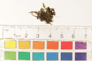  ( - CCDB-34701-F06)  @11 [ ] CreativeCommons - Attribution (2019) CBG Photography Group Centre for Biodiversity Genomics
