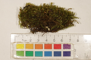  ( - CCDB-34701-G09)  @11 [ ] CreativeCommons - Attribution (2019) CBG Photography Group Centre for Biodiversity Genomics