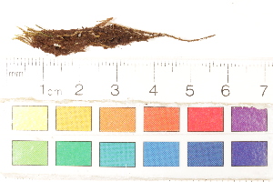  ( - CCDB-34701-H01)  @11 [ ] CreativeCommons - Attribution (2019) CBG Photography Group Centre for Biodiversity Genomics