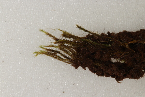 ( - CCDB-34701-H01)  @11 [ ] CreativeCommons - Attribution (2019) CBG Photography Group Centre for Biodiversity Genomics