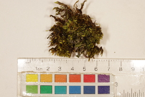  ( - CCDB-34701-H09)  @11 [ ] CreativeCommons - Attribution (2019) CBG Photography Group Centre for Biodiversity Genomics