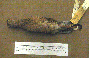  (Limnodromus scolopaceus - JGS 1221)  @13 [ ] CreativeCommons - Attribution (2010) Erika Tavares Royal Ontario Museum