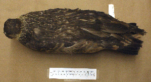  (Stercorarius chilensis - MKP 2451)  @13 [ ] CreativeCommons - Attribution (2010) Erika Tavares Royal Ontario Museum