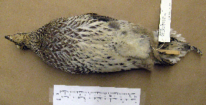  (Tympanuchus phasianellus - 1B-2863)  @13 [ ] CreativeCommons - Attribution (2010) Erika Tavares Royal Ontario Museum
