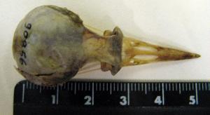  (Toxostoma rufum - 1B-3971)  @11 [ ] CreativeCommons - Attribution (2010) Erika Tavares Royal Ontario Museum