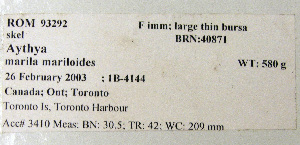  ( - 1B-4144)  @11 [ ] CreativeCommons - Attribution (2010) Erika Tavares Royal Ontario Museum