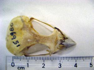  (Apaloderma narina - MKP 1485)  @12 [ ] CreativeCommons - Attribution (2010) Erika Tavares Royal Ontario Museum