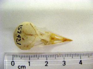  (Dasyornis brachypterus - 1B-946)  @12 [ ] CreativeCommons - Attribution (2010) Erika Tavares Royal Ontario Museum