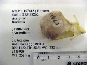  (Accipiter fasciatus - 1B-938)  @12 [ ] CreativeCommons - Attribution (2010) Erika Tavares Royal Ontario Museum