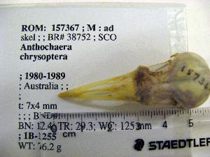  (Anthochaera chrysoptera - 1B-1255)  @12 [ ] CreativeCommons - Attribution (2010) Erika Tavares Royal Ontario Museum