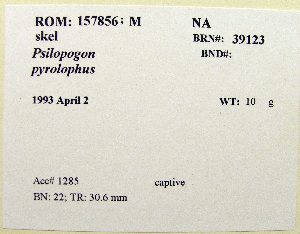  (Psilopogon - 1B-1637)  @12 [ ] CreativeCommons - Attribution (2010) Erika Tavares Royal Ontario Museum