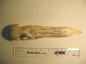  (Phoenicopterus ruber - 1B-1643)  @12 [ ] CreativeCommons - Attribution (2010) Erika Tavares Royal Ontario Museum