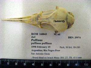  (Puffinus puffinus - 1B-2893)  @12 [ ] CreativeCommons - Attribution (2010) Erika Tavares Royal Ontario Museum