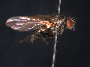  ( - Sa_214)  @13 [ ] No Rights Reserved (2016) Paul Marino Memorial University of Newfoundland