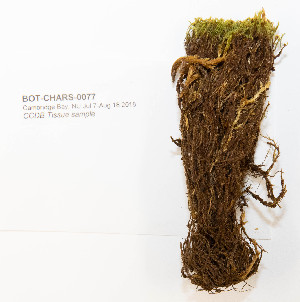  ( - BOT-CHARS-0077)  @11 [ ] CreativeCommons - Attribution Non-Commercial Share-Alike (2019) Erin Cox University of Alberta