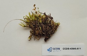  (Brachythecium turgidum - CCDB-42545-A11)  @11 [ ] CreativeCommons - Attribution Non-Commercial Share-Alike (2022) Erin Cox University of Alberta