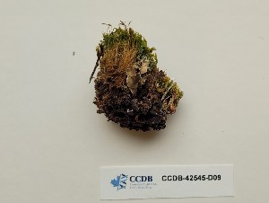  (Cynodontium strumiferum - CCDB-42545-D09)  @11 [ ] CreativeCommons - Attribution Non-Commercial Share-Alike (2022) Erin Cox University of Alberta