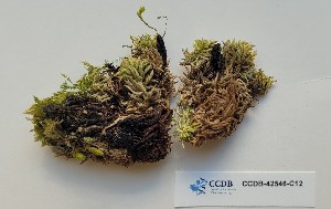  (Sphagnum squarrosum - CCDB-42546-C12)  @11 [ ] CreativeCommons - Attribution Non-Commercial Share-Alike (2022) Erin Cox University of Alberta