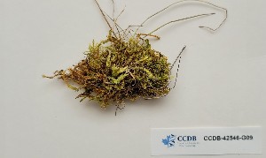  (Brachythecium cirrosum - CCDB-42546-G09)  @11 [ ] CreativeCommons - Attribution Non-Commercial Share-Alike (2022) Erin Cox University of Alberta