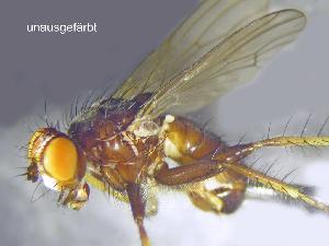  ( - RIKCal192)  @11 [ ] Copyright (2018) Univers. of Bergen, Natural History Collection Univers. of Bergen, Natural History Collection