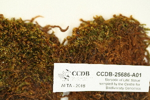  ( - CCDB-25686-A01)  @11 [ ] CreativeCommons - Attribution (2018) Masha L. Kuzmina Centre for Biodiversity Genomics