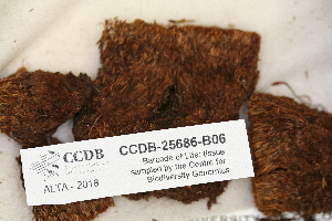  ( - CCDB-25686-B06)  @11 [ ] CreativeCommons - Attribution (2018) Masha L. Kuzmina Centre for Biodiversity Genomics