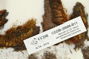  ( - CCDB-25686-B11)  @11 [ ] CreativeCommons - Attribution (2018) Masha L. Kuzmina Centre for Biodiversity Genomics
