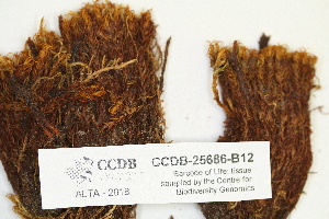  (Timmia megapolitana - CCDB-25686-B12)  @11 [ ] CreativeCommons - Attribution (2018) Masha L. Kuzmina Centre for Biodiversity Genomics