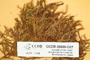  ( - CCDB-25686-C07)  @11 [ ] CreativeCommons - Attribution (2018) Masha L. Kuzmina Centre for Biodiversity Genomics