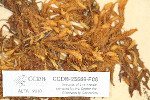  ( - CCDB-25686-F08)  @11 [ ] CreativeCommons - Attribution Non-Commercial Share-Alike (2018) Masha L. Kuzmina Canadian Centre for DNA Barcoding