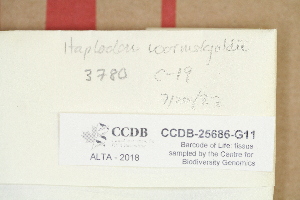  ( - CCDB-25686-G11)  @11 [ ] CreativeCommons - Attribution Non-Commercial Share-Alike (2018) Masha L. Kuzmina Canadian Centre for DNA Barcoding