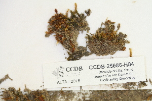  ( - CCDB-25686-H04)  @11 [ ] CreativeCommons - Attribution Non-Commercial Share-Alike (2018) Masha L. Kuzmina Canadian Centre for DNA Barcoding