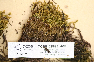  ( - CCDB-25686-H08)  @11 [ ] CreativeCommons - Attribution Non-Commercial Share-Alike (2018) Masha L. Kuzmina Canadian Centre for DNA Barcoding