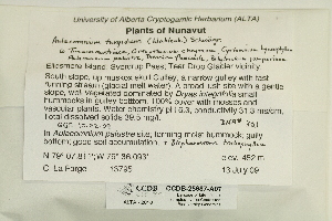  ( - CCDB-25687-A07)  @11 [ ] CreativeCommons - Attribution Non-Commercial Share-Alike (2018) Masha L. Kuzmina Canadian Centre for DNA Barcoding
