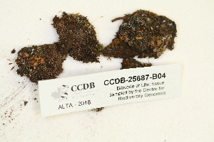  ( - CCDB-25687-B04)  @11 [ ] CreativeCommons - Attribution Non-Commercial Share-Alike (2018) Masha L. Kuzmina Canadian Centre for DNA Barcoding