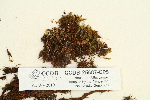  (Cyrtomnium hymenophyloides - CCDB-25687-C05)  @11 [ ] CreativeCommons - Attribution Non-Commercial Share-Alike (2018) Masha L. Kuzmina Canadian Centre for DNA Barcoding