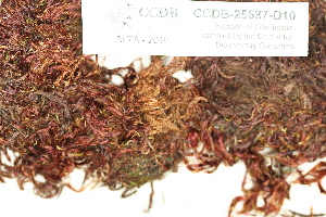  ( - CCDB-25687-D10)  @11 [ ] CreativeCommons - Attribution Non-Commercial Share-Alike (2018) Masha L. Kuzmina Canadian Centre for DNA Barcoding