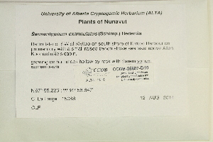  ( - CCDB-25687-D10)  @11 [ ] CreativeCommons - Attribution Non-Commercial Share-Alike (2018) Masha L. Kuzmina Canadian Centre for DNA Barcoding