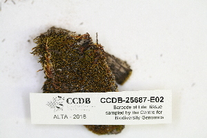  ( - CCDB-25687-E02)  @11 [ ] CreativeCommons - Attribution Non-Commercial Share-Alike (2018) Masha L. Kuzmina Canadian Centre for DNA Barcoding