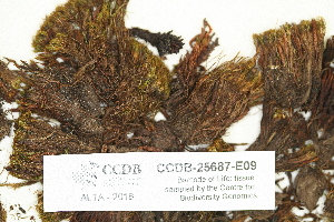  ( - CCDB-25687-E09)  @11 [ ] CreativeCommons - Attribution Non-Commercial Share-Alike (2018) Masha L. Kuzmina Canadian Centre for DNA Barcoding