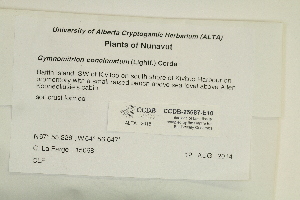  ( - CCDB-25687-E10)  @11 [ ] CreativeCommons - Attribution Non-Commercial Share-Alike (2018) Masha L. Kuzmina Canadian Centre for DNA Barcoding