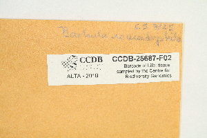  ( - CCDB-25687-F02)  @11 [ ] CreativeCommons - Attribution Non-Commercial Share-Alike (2018) Masha L. Kuzmina Canadian Centre for DNA Barcoding