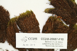  ( - CCDB-25687-F10)  @11 [ ] CreativeCommons - Attribution Non-Commercial Share-Alike (2018) Masha L. Kuzmina Canadian Centre for DNA Barcoding