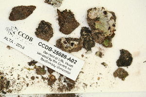  ( - CCDB-25688-A02)  @11 [ ] CreativeCommons - Attribution Non-Commercial Share-Alike (2018) Masha L. Kuzmina Canadian Centre for DNA Barcoding