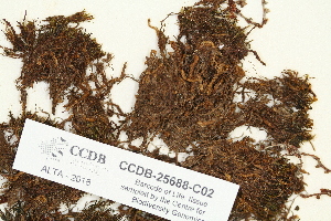  ( - CCDB-25688-C02)  @11 [ ] CreativeCommons - Attribution Non-Commercial Share-Alike (2018) Masha L. Kuzmina Canadian Centre for DNA Barcoding