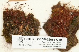  ( - CCDB-25688-C10)  @11 [ ] CreativeCommons - Attribution Non-Commercial Share-Alike (2018) Masha L. Kuzmina Canadian Centre for DNA Barcoding